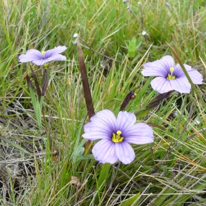 Sisyrinchium, SBBG Research and Conservation Department fieldtrip, California coast, north of Piedras Blancas