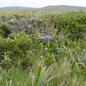 wild pacific coast iris, coastal bluff, SBBG Research and Conservation Department fieldtrip, California coast, north of Piedras Blancas