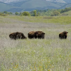 buffalo, Fort Hunter Liggett, SBBG Research and Conservation staff field trip, 2006