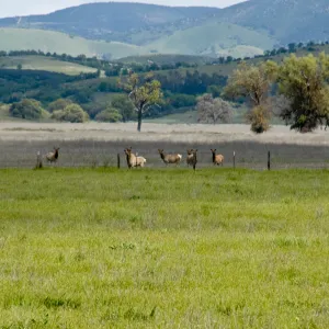 elk herd, Fort Hunter Liggett, SBBG Research and Conservation staff field trip, 2006