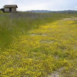 wildflowers, Mission San Antonio, Fort Hunter Liggett, SBBG Research and Conservation staff field trip, 2006