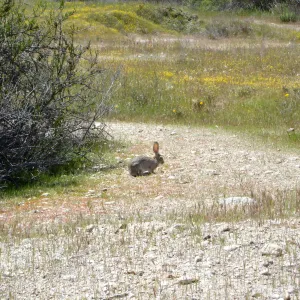 wildflowers, cottontail rabbit, bunny, Mission San Antonio, Fort Hunter Liggett, SBBG Research and Conservation staff field trip, 2006