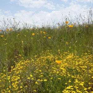 wildflowers, Mission San Antonio, Fort Hunter Liggett, SBBG Research and Conservation staff field trip, 2006