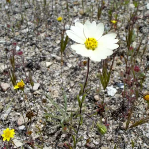 SBBG Research and Conservation Staff field trip, Fort Hunter Liggett, 2006