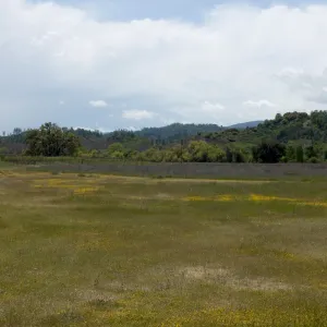 wildflowers, Mission San Antonio, Fort Hunter Liggett, SBBG Research and Conservation staff field trip, 2006