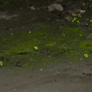 Wagon Caves rock shelter, Fort Hunter Liggett, SBBG Research and Conservation staff field trip, 2006