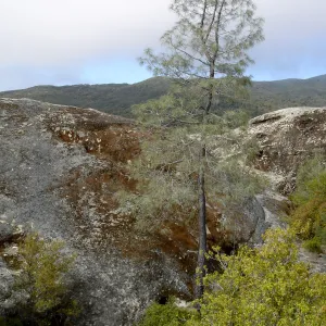 Wagon Caves rock shelter, Fort Hunter Liggett, SBBG Research and Conservation staff field trip, 2006