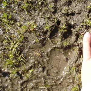 mammal track in the mud, Wagon Caves rock shelter, Fort Hunter Liggett, SBBG Research and Conservation staff field trip, 2006