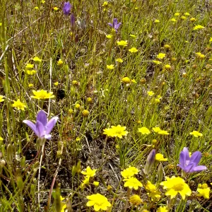wildflowers, Santa Lucia Mountains, Fort Hunter Liggett, SBBG Research and Conservation staff field trip, 2006