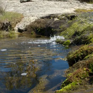 spring, Santa Lucia Mountains, Fort Hunter Liggett, SBBG Research and Conservation staff field trip, 2006