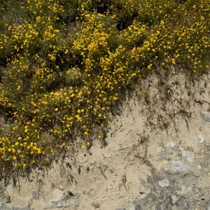 wildflowers, Santa Lucia Mountains, SBBG Research and Conservation staff field trip, Fort Hunter Liggett, 2006