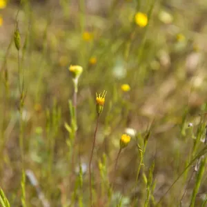 wildflowers, Pentachaeta exilis subsp. aeolica, Santa Lucia Mountains, Fort Hunter Liggett, SBBG Research and Conservation staff field trip, 2006