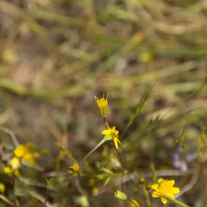 wildflowers, Pentachaeta exilis subsp. aeolica, Santa Lucia Mountains, Fort Hunter Liggett, SBBG Research and Conservation staff field trip, 2006