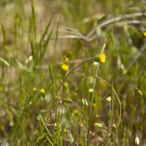 wildflowers, Pentachaeta exilis subsp. aeolica, Santa Lucia Mountains, Fort Hunter Liggett, SBBG Research and Conservation staff field trip, 2006