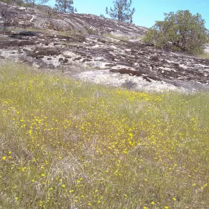 wildflowers, Santa Lucia Mountains, Fort Hunter Liggett, SBBG Research and Conservation staff field trip, 2006