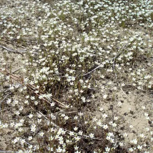 wildflowers, vernal pool, Santa Lucia Mountains, Fort Hunter Liggett, SBBG Research and Conservation staff field trip, 2006