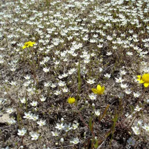 wildflowers, vernal pool, Santa Lucia Mountains, Fort Hunter Liggett, SBBG Research and Conservation staff field trip, 2006