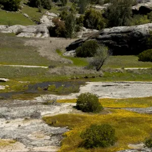 wildflowers, Santa Lucia Mountains, Fort Hunter Liggett, SBBG Research and Conservation staff field trip, 2006