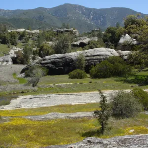 wildflowers, Santa Lucia Mountains, Fort Hunter Liggett, SBBG Research and Conservation staff field trip, 2006