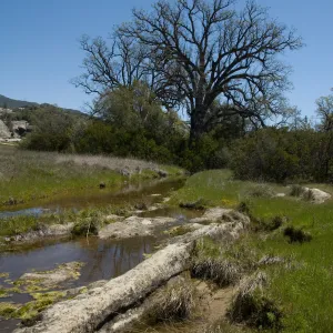 oak, spring, Fort Hunter Liggett, SBBG Research and Conservation staff field trip, 2006