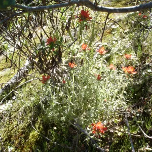 Castilleja, Santa Lucia Mountains, Fort Hunter Liggett, SBBG Research and Conservation staff field trip, 2006