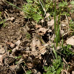 snake, Santa Lucia Mountains, Fort Hunter Liggett, SBBG Research and Conservation staff field trip, 2006