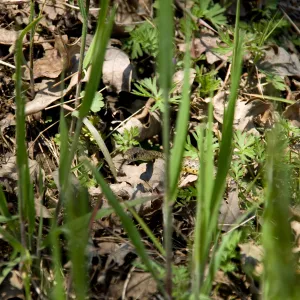 snake, Santa Lucia Mountains, Fort Hunter Liggett, SBBG Research and Conservation staff field trip, 2006