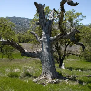 old dead oak snag, Santa Lucia Trail, Santa Lucia Mountains, SBBG Research and Conservation staff field trip, Fort Hunter Liggett, 2006