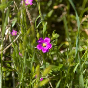wildflowers, Santa Lucia Trail, Santa Lucia Mountains, SBBG Research and Conservation staff field trip, Fort Hunter Liggett, 2006