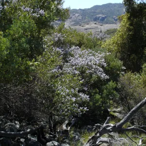 Ceanothus (California Lilac), Santa Lucia Trail, Santa Lucia Mountains, SBBG Research and Conservation staff field trip, Fort Hunter Liggett, 2006