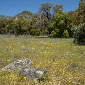 field of lupines, wildflowers, oak woodland, Santa Lucia Trail, Fort Hunter Liggett, SBBG Research and Conservation staff field trip, 2006