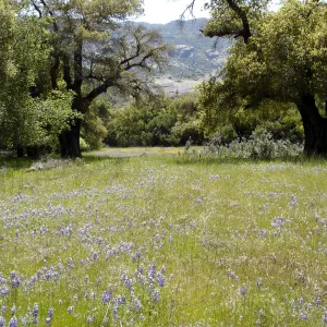 field of lupines, wildflowers, oak woodland, Santa Lucia Trail, Fort Hunter Liggett, SBBG Research and Conservation staff field trip, 2006