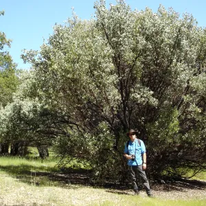 John Wardlaw, Santa Lucia Trail, Fort Hunter Liggett, SBBG Research and Conservation staff field trip, 2006