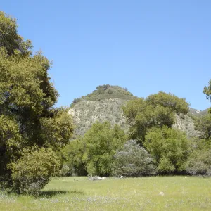 oak woodland, Eagle Rock, Santa Lucia Trail, Fort Hunter Liggett, SBBG Research and Conservation staff field trip, 2006