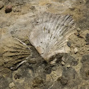 shell fossil, Santa Lucia Trail, Santa Lucia Mountains, SBBG Research and Conservation staff field trip, Fort Hunter Liggett, 2006