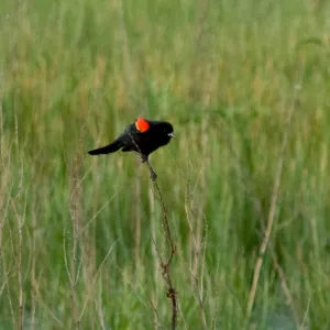 Red-winged black bird, SBBG Research and Conservation staff field trip, Fort Hunter Liggett, 2006