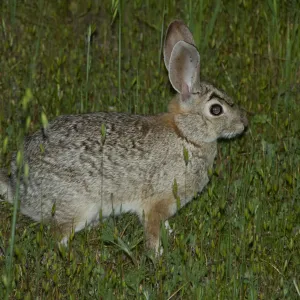 cottontail rabbit, SBBG Research and Conservation staff field trip, Fort Hunter Liggett, 2006