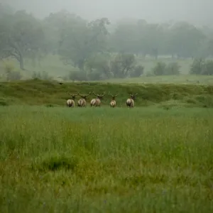 elk herd in the mist, SBBG Research and Conservation staff field trip, Fort Hunter Liggett, 2006