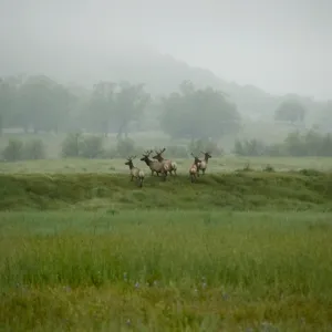 elk herd in the mist, SBBG Research and Conservation staff field trip, Fort Hunter Liggett, 2006