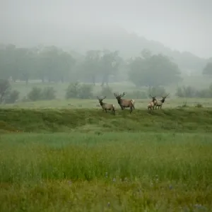 elk herd in the mist, SBBG Research and Conservation staff field trip, Fort Hunter Liggett, 2006