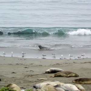 elephant seals at Piedras Blancas, SBBG Research and Conservation Staff field trip, Fort Hunter Liggett, 2006
