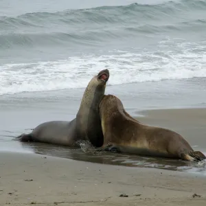 elephant seals at Piedras Blancas, SBBG Research and Conservation staff field trip, Fort Hunter Liggett, 2006