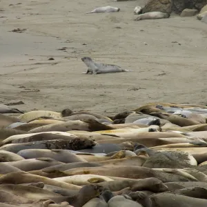 elephant seals at Piedras Blancas, SBBG Research and Conservation staff field trip, Fort Hunter Liggett, 2006