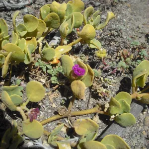 Abronia maritima, SBBG Field Trip to Santa Cruz Island, 2011