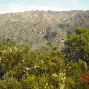 Adenostoma fasciculatum, chamise, SBBG Field Trip to Santa Cruz Island, 2011