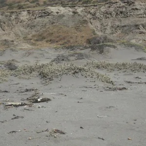 Atriplex leucophylla, Christy Beach, SBBG Field Trip to Santa Cruz Island, 2011