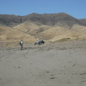 botanizing at Christy Beach, Steve Junak trip leader, SBBG Field Trip to Santa Cruz Island, 2011