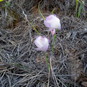 Calochortus albus, SBBG Field Trip to Santa Cruz Island, 2011