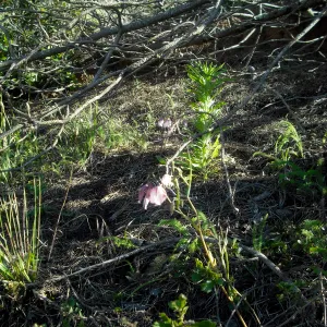 Calochortus albus, SBBG Field Trip to Santa Cruz Island, 2011