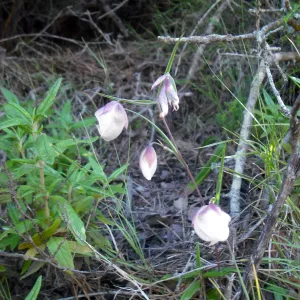 Calochortus albus, SBBG Field Trip to Santa Cruz Island, 2011